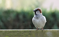 House Sparrow (Passer domesticus)